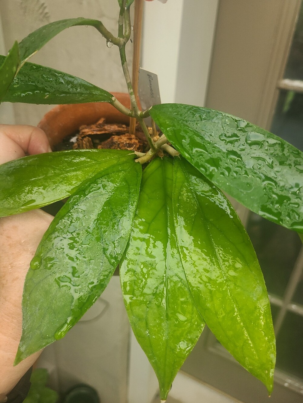 Hoya ranuensis